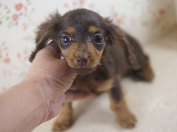 カニンヘンダックスフンド(ロング)【京都府・女の子・2013年11月26日・チョコ&タン】の写真「サイズ小さな可愛い子です。」