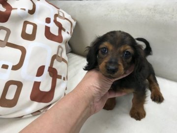 カニンヘンダックスフンド(ロング)【京都府・男の子・2018年2月22日・シェーデッドレッド】の写真「サイズ小さくお目々くりくりの可愛い子です。」