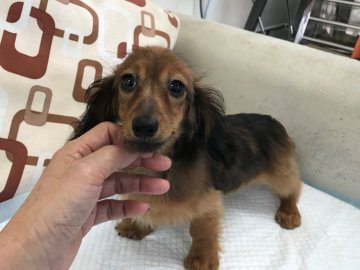 カニンヘンダックスフンド(ロング)【京都府・女の子・2019年5月20日・シェーデッドレッド】の写真「サイズ小さく元気満々の女の子です。」