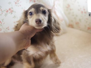 カニンヘンダックスフンド(ロング)【京都府・男の子・2013年6月3日・チョコ&クリーム】の写真「」