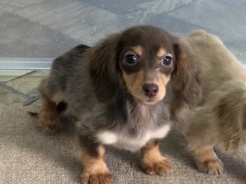 カニンヘンダックスフンド(ロング)【京都府・女の子・2016年8月31日・チョコ&タン】の写真「サイズ小さく可愛いお顔です。」