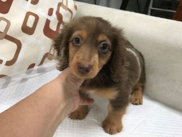 ミニチュアダックスフンド(ロング)【京都府・女の子・2019年5月30日・チョコ&タンダップル】の写真「ミニチュアらしいしっかりした子です。」