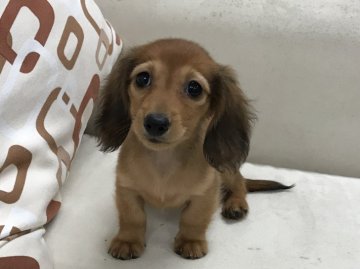 カニンヘンダックスフンド(ロング)【京都府・女の子・2017年7月19日・シェーデッドレッド】の写真「上品な大人っぽい美人さんです。」