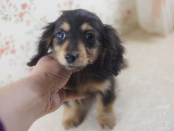 カニンヘンダックスフンド(ロング)【京都府・男の子・2013年11月26日・ブラック&タン】の写真「綺麗な毛質と可愛いお顔が自慢です。」