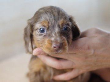 カニンヘンダックスフンド(ロング)【京都府・男の子・2012年3月23日・チョコ＆タンダップル】の写真「」