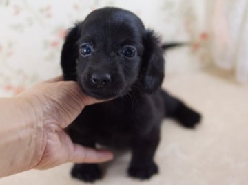 ミニチュアダックスフンド(ロング)【京都府・女の子・2013年6月15日・ブラックソリッド】の写真「」