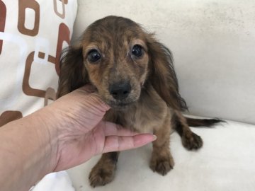 カニンヘンダックスフンド(ロング)【京都府・女の子・2017年5月22日・レッドブリンドル】の写真「珍しいブリンドル柄です。」