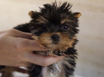 ヨークシャーテリア【京都府・女の子・2012年2月29日・スティールブルー＆タン】の写真「」