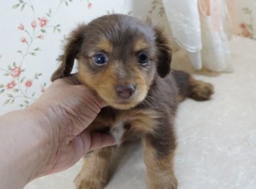 カニンヘンダックスフンド(ロング)【京都府・男の子・2014年5月19日・チョコ&タン】の写真「鼻緒短い童顔の男の子」