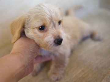 ミニチュアダックスフンド(ワイアー)【京都府・女の子・2012年3月5日・ゴールドパイボールド】の写真「」