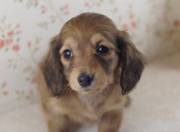 カニンヘンダックスフンド(ロング)【京都府・女の子・2013年11月12日・シェーデットレッド】の写真「綺麗な毛質と女の子らしい優しいお顔が自慢です。」