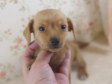 カニンヘンダックスフンド(スムース)【京都府・男の子・2014年1月5日・ゴールド】の写真「珍しいゴールドのスムースです。」