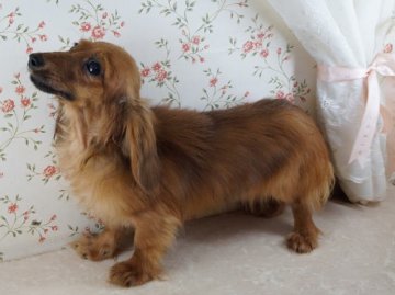 カニンヘンダックスフンド(ロング)【京都府・女の子・2013年11月26日・シェーデットレッド】の写真「サイズ小さな可愛い子です。」