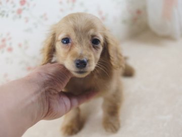 カニンヘンダックスフンド(ロング)【京都府・女の子・2013年11月26日・ゴールド】の写真「綺麗な毛質と可愛いお顔が自慢です。」