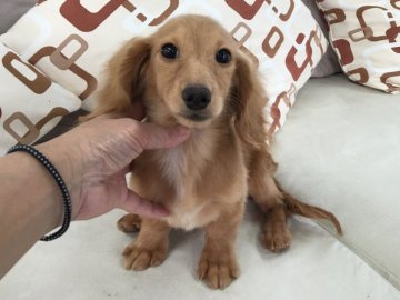 ミニチュアダックスフンド(ロング)【京都府・男の子・2016年8月31日・ゴールド】の写真「優しいお顔が自慢です。」