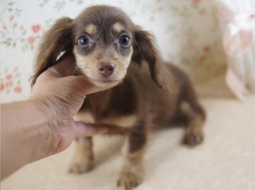 ミニチュアダックスフンド(ロング)【京都府・女の子・2013年6月14日・チョコ&クリーム】の写真「」