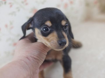 カニンヘンダックスフンド(スムース)【京都府・男の子・2014年1月5日・ブラック&タン】の写真「タンマーキングのポイントが綺麗に入った男の子です。」