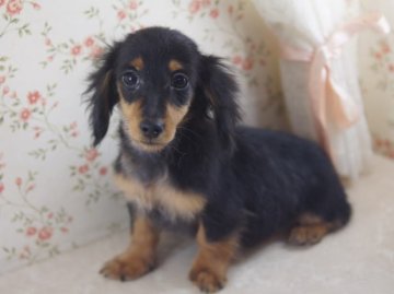 カニンヘンダックスフンド(ロング)【京都府・女の子・2013年11月12日・ブラック&タン】の写真「綺麗な毛質と女の子らしい優しいお顔が自慢です。」