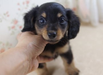 カニンヘンダックスフンド(ロング)【京都府・女の子・2013年6月18日・ブラック&タン】の写真「」