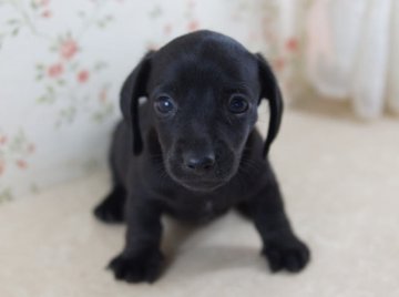 ミニチュアダックスフンド(スムース)【京都府・男の子・2013年6月22日・ブラックソリッド】の写真「」