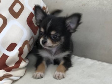 チワワ(ロング)【京都府・男の子・2017年12月19日・ブラック&タンホワイト】の写真「コンパクトサイズの可愛いお顔の子」