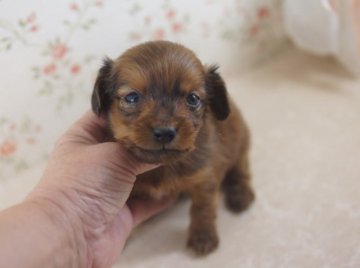 カニンヘンダックスフンド(ロング)【京都府・女の子・2014年3月29日・シェーデットレッド】の写真「」