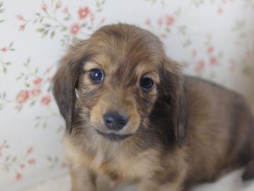 カニンヘンダックスフンド(ロング)【京都府・男の子・2013年11月12日・シェーデットレッド】の写真「毛質の綺麗なハンサムボーイです。。」