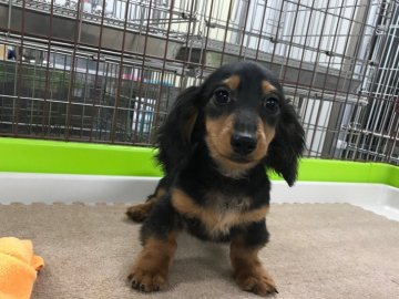 ミニチュアダックスフンド(ロング)【京都府・男の子・2017年10月8日・ブラック&タン】の写真「5ヶ月の男の子としてはかなり小ぶりだと思います。」