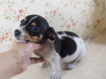 カニンヘンダックスフンド(スムース)【京都府・男の子・2013年6月20日・ブラック&タンパイボールド】の写真「」