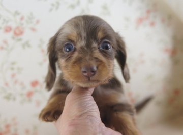 ミニチュアダックスフンド(ロング)【京都府・男の子・2013年12月21日・チョコ&タンダップル】の写真「柄も綺麗で毛吹きも良くなりそうな子です。」