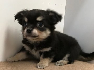 チワワ(ロング)【京都府・男の子・2017年11月22日・ブラック&クリーム】の写真「ちょっとおデブちゃんですがお顔は可愛いです！」