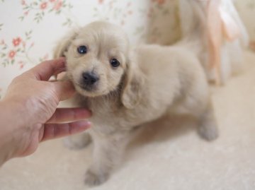 ミニチュアダックスフンド(ロング)【京都府・男の子・2013年10月17日・クリーム】の写真「お鼻が短いタイプで童顔の可愛い子です。」