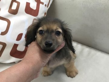 カニンヘンダックスフンド(ロング)【京都府・女の子・2018年2月19日・シェーデッドイエロー】の写真「明るく元気で扱いやすい性格です。」