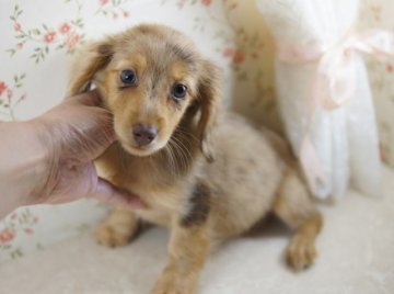 ミニチュアダックスフンド(ロング)【京都府・女の子・2013年5月22日・チョコ&タンダップル】の写真「」