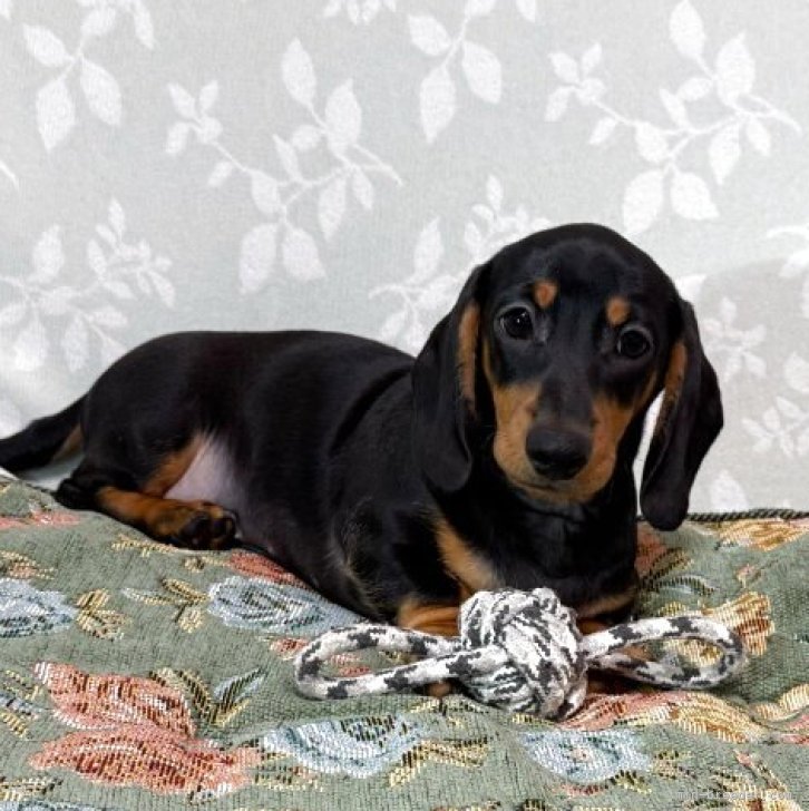 ブリーダー画像