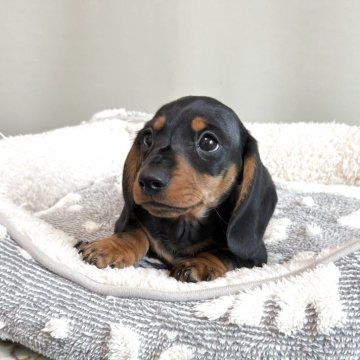 ミニチュアダックスフンド(スムース)【東京都・男の子・2025年2月7日・ブラックアンドタン】の写真「PRAクリア、色素の濃いショードッグです」