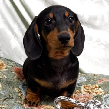 ミニチュアダックスフンド(スムース)【東京都・男の子・2025年8月5日・ブラックアンドタン】の写真「色素の濃いショードッグです」