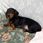 ミニチュアダックスフンド(スムース)