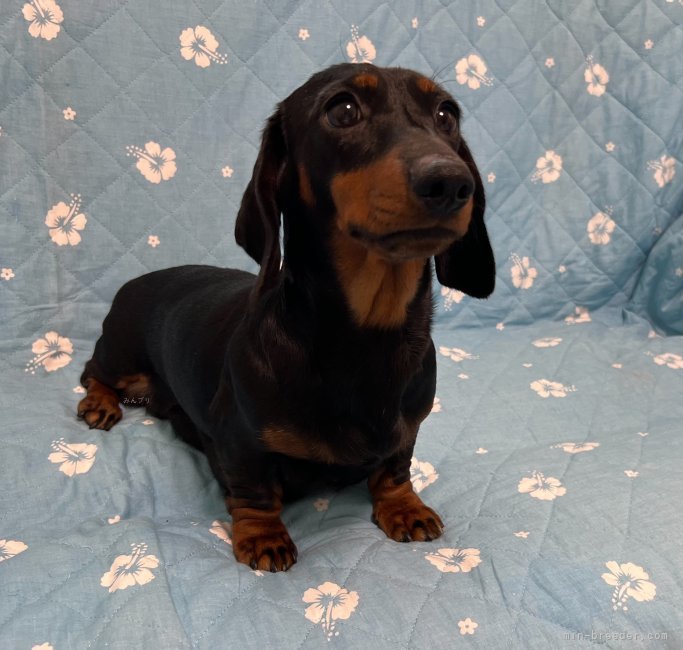 ミニチュアダックスフンド(スムース)【・女の子・2021年7月23日・ブラックタン】