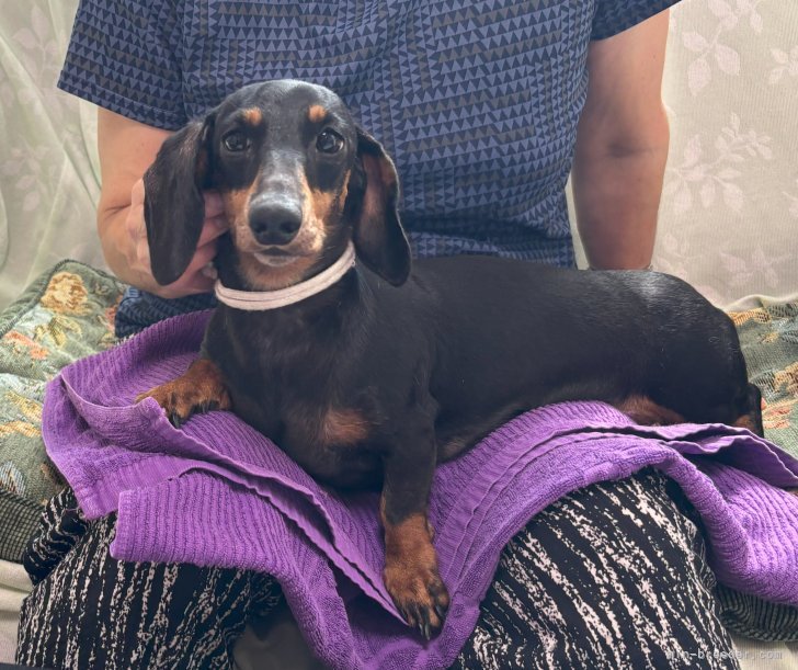 ミニチュアダックスフンド(スムース)【・女の子・2021年12月10日・ブラックアンドタン】「すずの父母犬とも英国から来たが遺産犬です。」