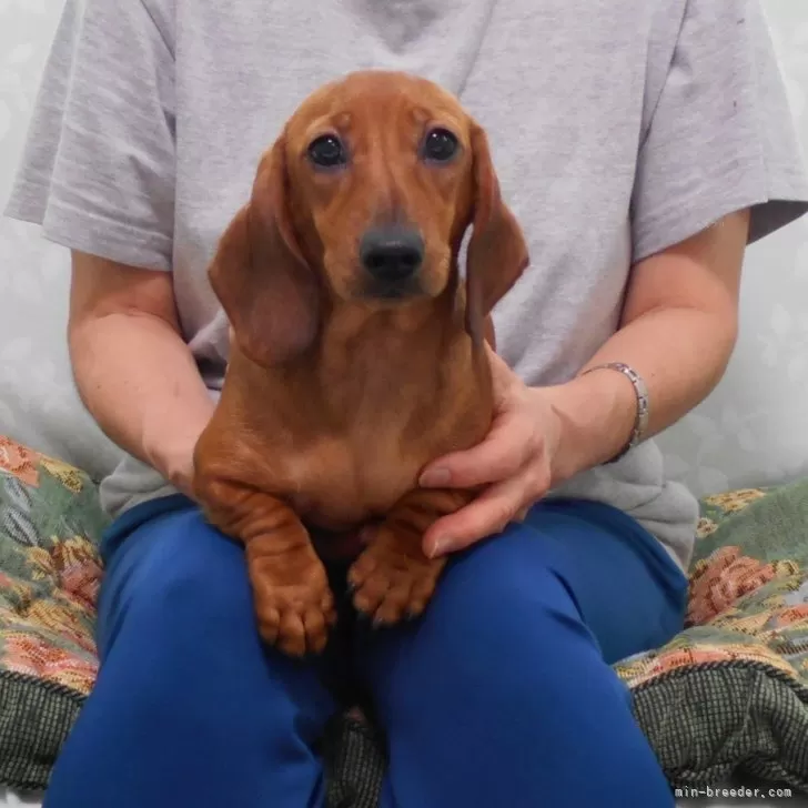 ID：2406-01670の子犬