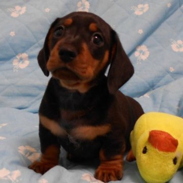 ミニチュアダックスフンド(スムース)【東京都・男の子・2023年7月26日・ブラックアンドタン】の写真「PRAクリア、色素の濃いショードッグです」