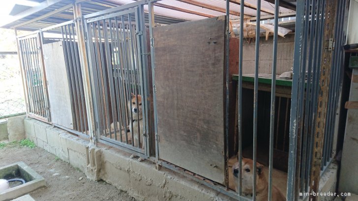 犬舎の様子｜西村　盛敏(にしむら　もりとし)ブリーダー(奈良県・柴犬など・ｋｃ/日本豆柴犬協会登録)の紹介写真2