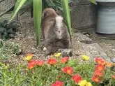 豆柴【奈良県・男の子・2024年9月9日・赤】の写真12