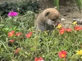 豆柴【奈良県・男の子・2024年9月9日・赤】の写真13
