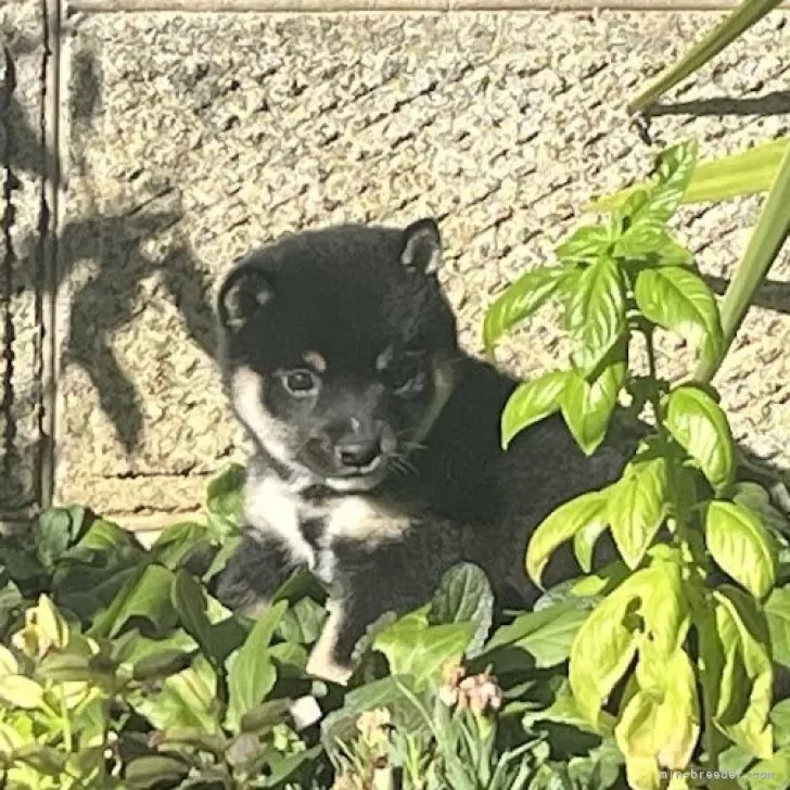 ID：2509-01854の子犬