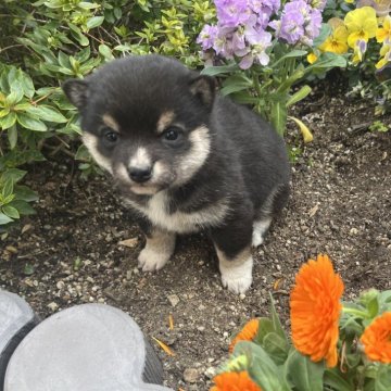 豆柴【奈良県・女の子・2026年2月4日・黒】の写真「将来☆彡美人間違いなし」