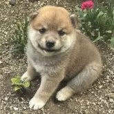 豆柴