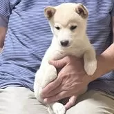 豆柴【奈良県・男の子・2025年7月9日・白】の写真1