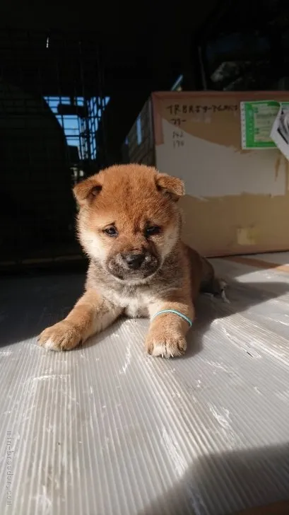 ID:1902-00992の子犬